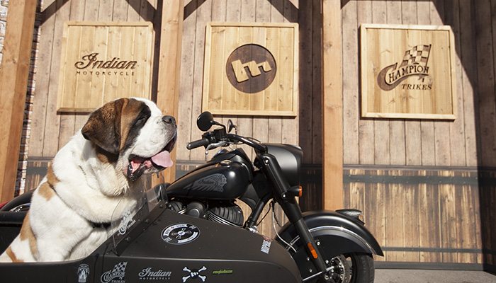 5-Dog-moto-1